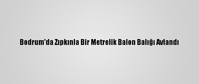 Bodrum'da Zıpkınla Bir Metrelik Balon Balığı Avlandı