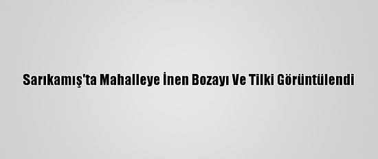 Sarıkamış'ta Mahalleye İnen Bozayı Ve Tilki Görüntülendi