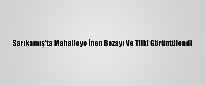 Sarıkamış'ta Mahalleye İnen Bozayı Ve Tilki Görüntülendi