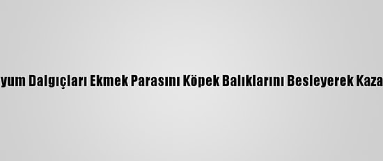 Akvaryum Dalgıçları Ekmek Parasını Köpek Balıklarını Besleyerek Kazanıyor