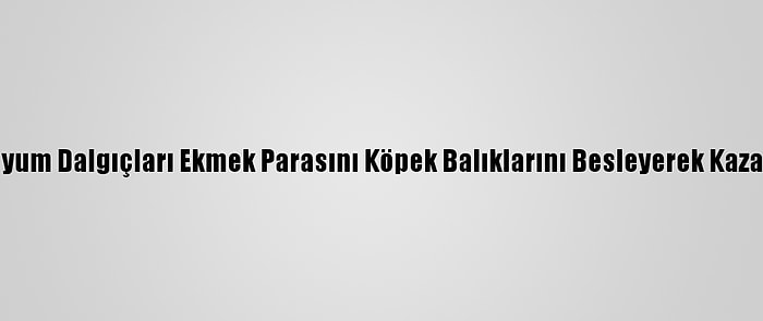 Akvaryum Dalgıçları Ekmek Parasını Köpek Balıklarını Besleyerek Kazanıyor