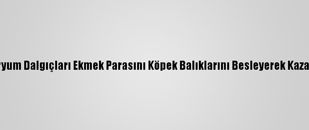 Akvaryum Dalgıçları Ekmek Parasını Köpek Balıklarını Besleyerek Kazanıyor
