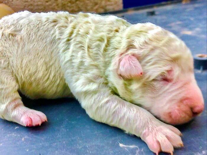 На Сицилии родился щенок с зеленой шерстью, и его назвали...фисташкой :)