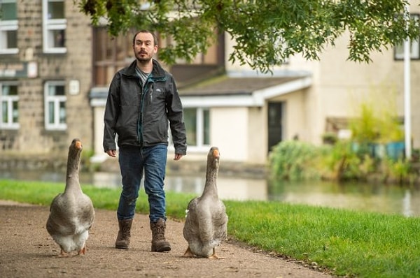 2. Удачная возможность подвернулась англичанину во время злополучного локдауна: мужчина приобрёл двух пятидневных гусят у заводчика в Грантеме, графство Линкольншир, в июне этого года.