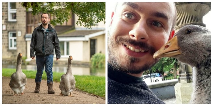 Коты - это уже немодно: Англичанин завел себе двух гигантских гусей и тусуется с ними в баре