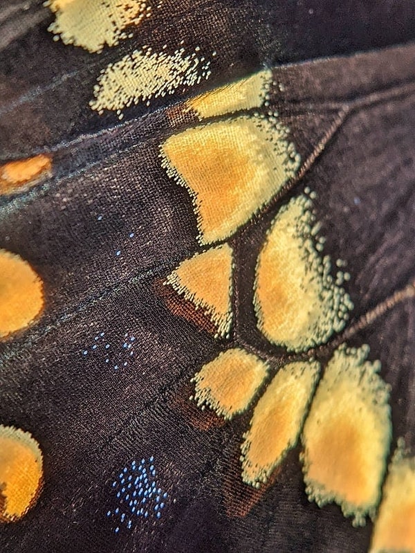 1. Крыло махаона