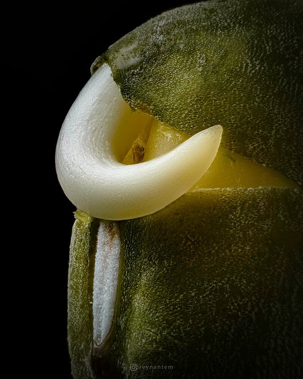 14. Прорастающая фасоль