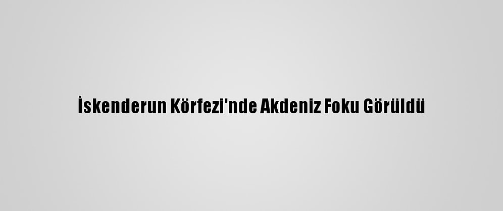 İskenderun Körfezi'nde Akdeniz Foku Görüldü
