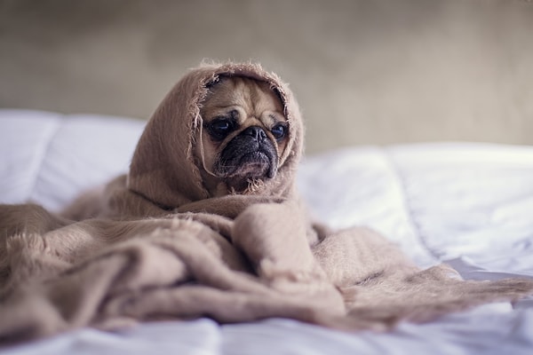 8. Bir araştırmaya göre çoğu köpeğin en sevimli halleri 6-8 haftalıkken geçirdikleri süreçte meydana geliyor.