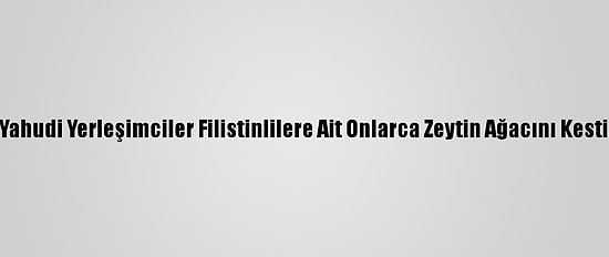 Yahudi Yerleşimciler Filistinlilere Ait Onlarca Zeytin Ağacını Kesti
