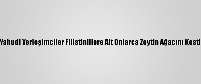 Yahudi Yerleşimciler Filistinlilere Ait Onlarca Zeytin Ağacını Kesti