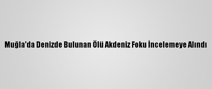 Muğla'da Denizde Bulunan Ölü Akdeniz Foku İncelemeye Alındı