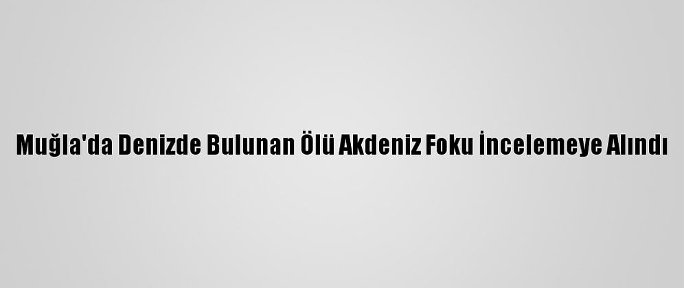 Muğla'da Denizde Bulunan Ölü Akdeniz Foku İncelemeye Alındı