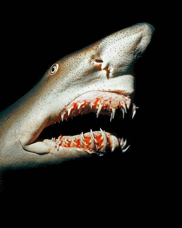 13. Kaplan kum köpek balığı: