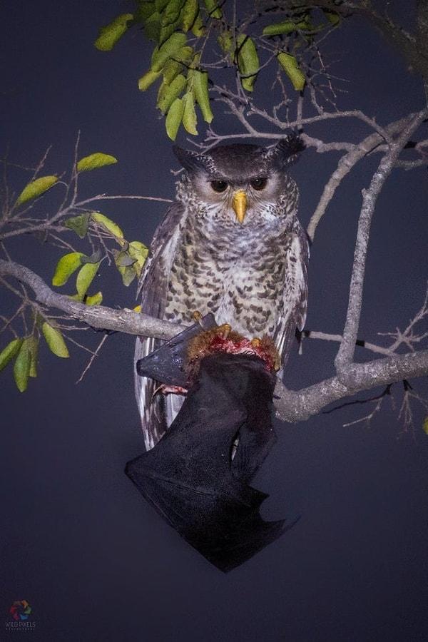 16. 'Şeytan Kuşu' olarak anılan kartal baykuşu ve avladığı muhtemelen dünyanın en ağır yarasası olan 'uçan tilki':