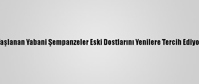 Yaşlanan Yabani Şempanzeler Eski Dostlarını Yenilere Tercih Ediyor