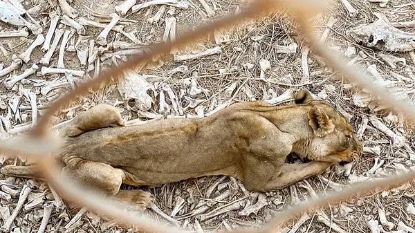 Sudan'daki bir hayvanat bahçesinde esir tutulan hayvanların bir deri bir kemik görüntüsü içimizi sızlattı.
