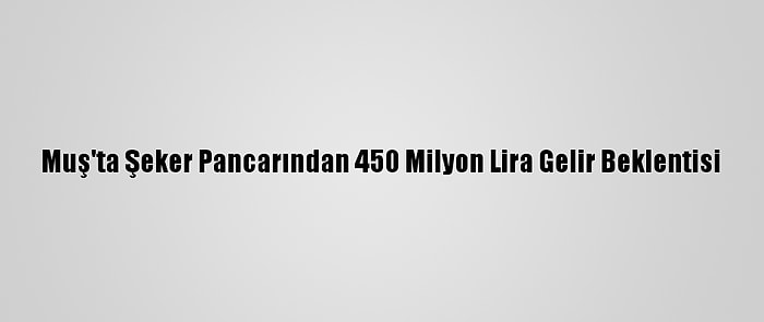 Muş'ta Şeker Pancarından 450 Milyon Lira Gelir Beklentisi