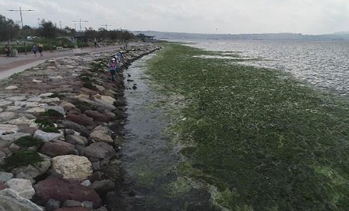 Karşıyaka'da Sahil, 'Deniz Marulu' Yosunlarla Doldu