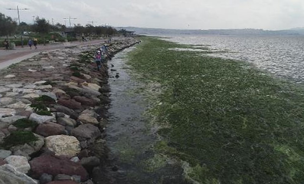 Karşıyaka'da Sahil, 'Deniz Marulu' Yosunlarla Doldu