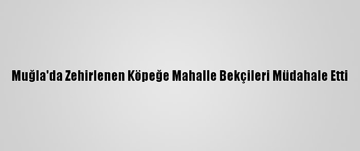 Muğla'da Zehirlenen Köpeğe Mahalle Bekçileri Müdahale Etti