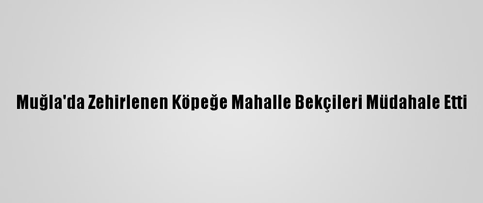 Muğla'da Zehirlenen Köpeğe Mahalle Bekçileri Müdahale Etti