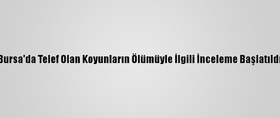 Bursa'da Telef Olan Koyunların Ölümüyle İlgili İnceleme Başlatıldı