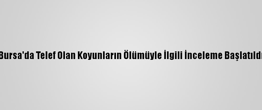 Bursa'da Telef Olan Koyunların Ölümüyle İlgili İnceleme Başlatıldı