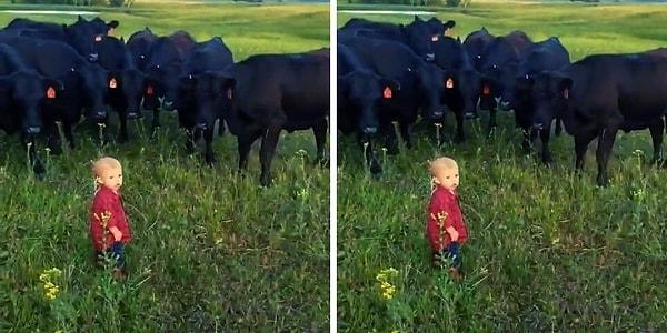 Çocuk, inekleri gördüğünde çok şaşırıyor.