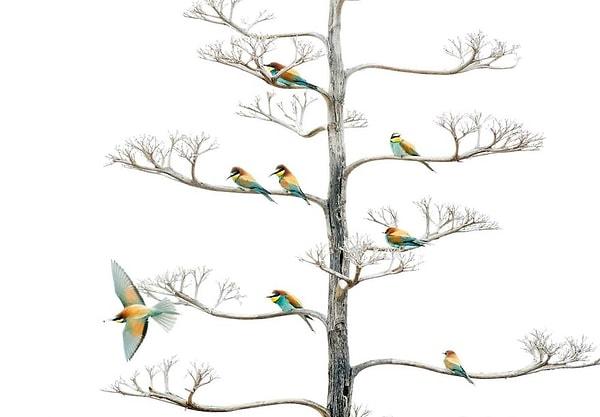 9. Kuşlar kategorisi / ''Doğal Renkler'' - Salvador Colvee