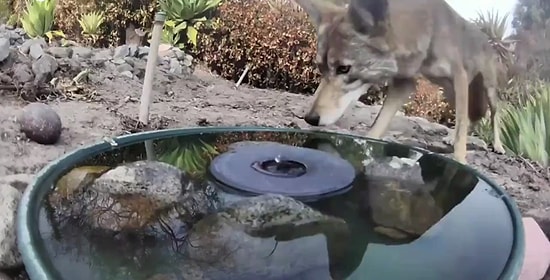 Yaban Hayvanları İçin Ormanlık Alana Kurulan Çeşme ve O Çeşmeye Kurulan Gizli Kameranın Kaydettiği Enfes Görüntüler