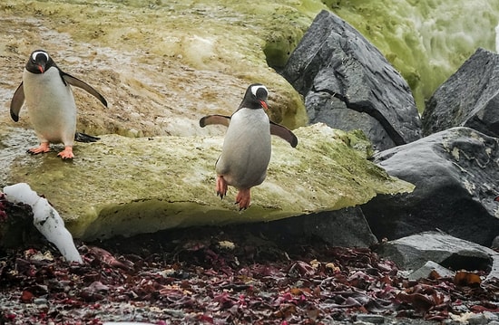 Пингвины-геи украли гнездо с яйцами у пингвинов-лесбиянок, чтобы стать родителями