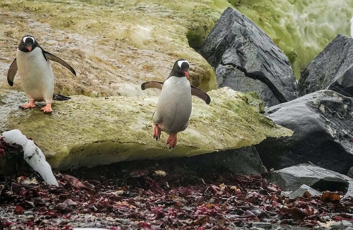 Пингвины-геи украли гнездо с яйцами у пингвинов-лесбиянок, чтобы стать родителями