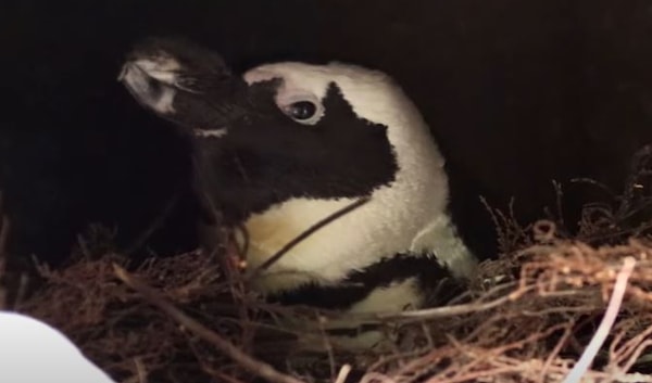 Гомосексуализм распространен среди пингвинов, и Сандер сказал, что они выбирают одного постоянного партнера и выражают желание размножаться по звукам, которые они издают.