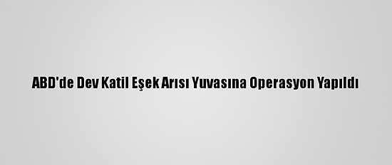 ABD'de Dev Katil Eşek Arısı Yuvasına Operasyon Yapıldı