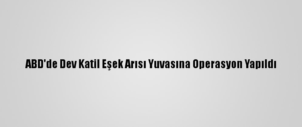 ABD'de Dev Katil Eşek Arısı Yuvasına Operasyon Yapıldı