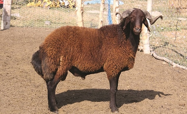 70. Karaman