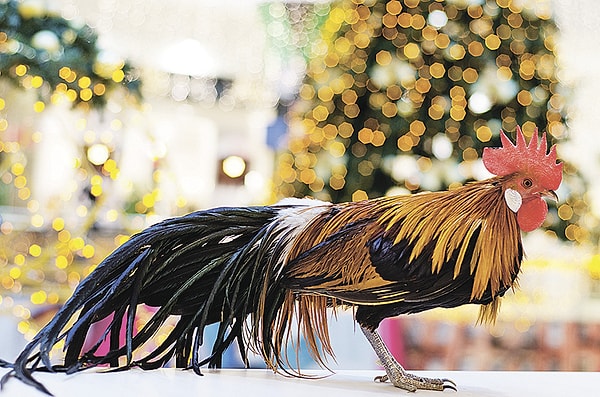 8. Чему дал название хвост петуха?