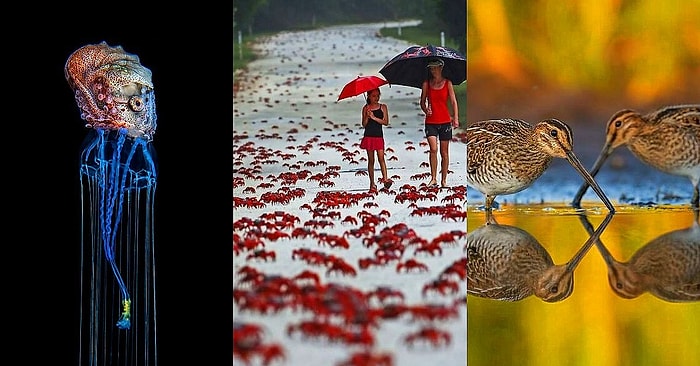 2020 Yılı Avrupa Vahşi Yaşam Fotoğraf Yarışmasını Kazanan Birbirinden Büyüleyici ve Çarpıcı 30 Fotoğraf