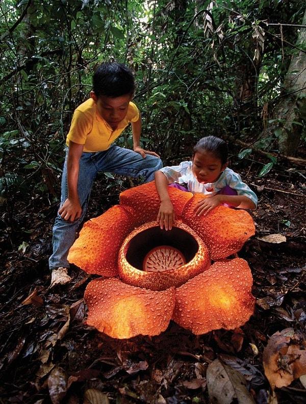 3. Rafflesia Arnoldii (Ceset Çiçeği):