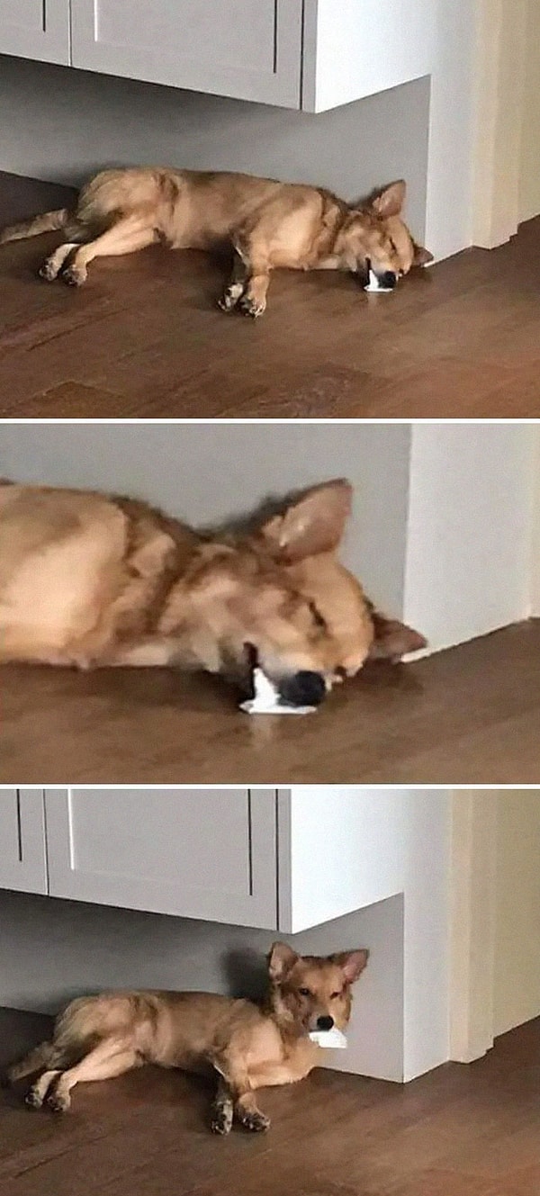 6. Собакен чуть не довел меня до сердечного приступа