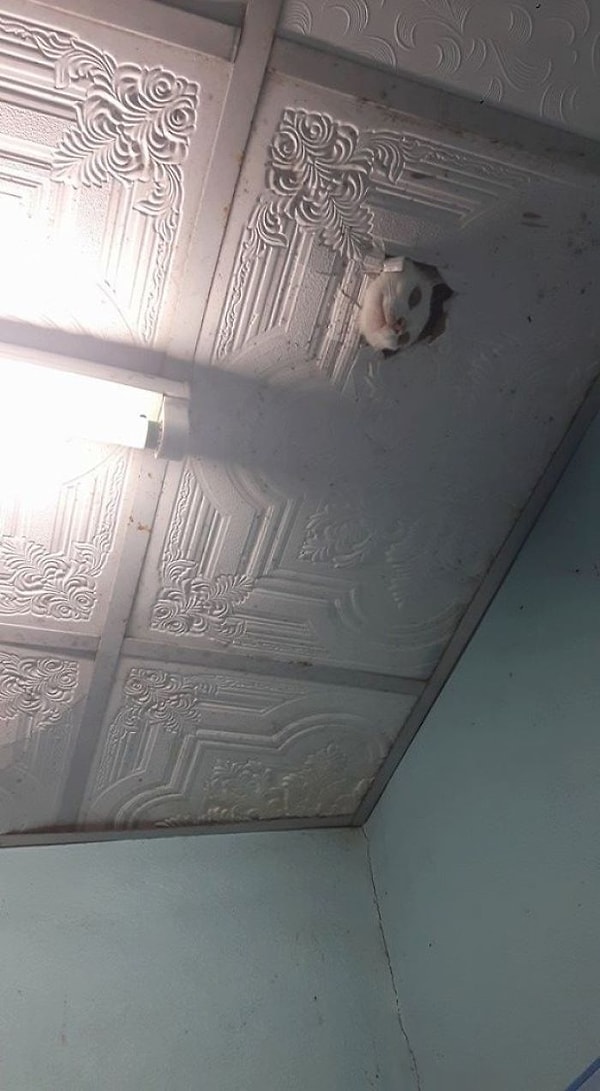 11. Целый день искали нашу кошку