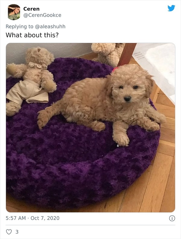 12. Собакен отрастил лапку на экстренные случаи