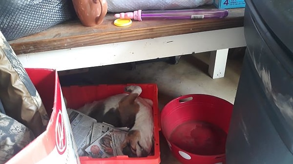 19. Прибирался в гараже, у увидел этого соню