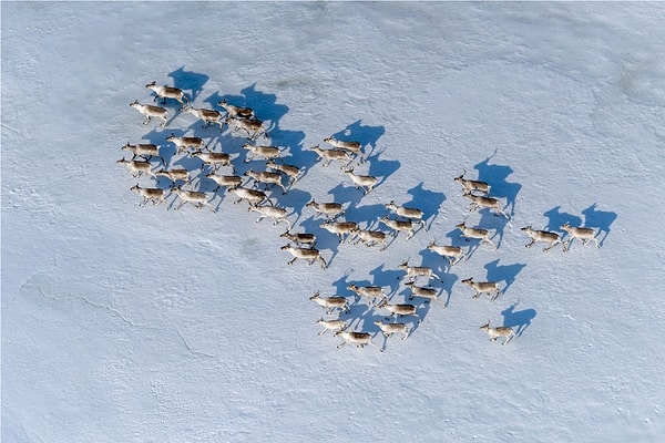 3. Начало миграции оленей на плато Путорана в Красноярском крае.