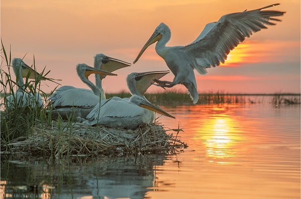 5. Зауральские пеликаны.