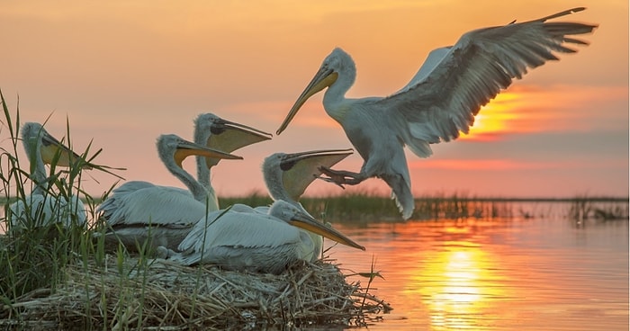 "Красота-то какая, ляпота!": 10 лучших фотографий нетронутой природы с фестиваля "Первозданная Россия-2020"
