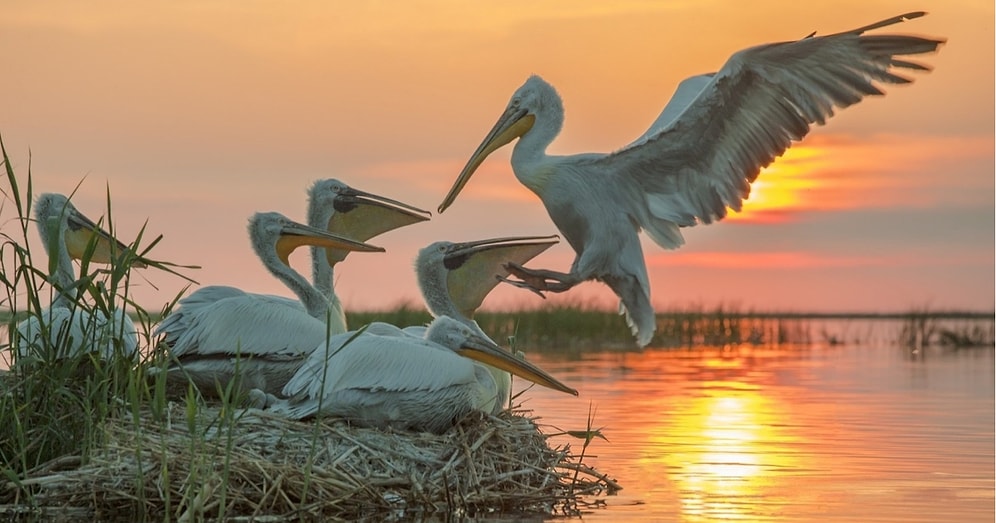 "Красота-то какая, ляпота!": 10 лучших фотографий нетронутой природы с фестиваля "Первозданная Россия-2020"