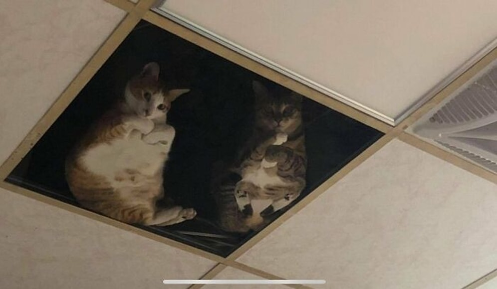 Котонаблюдение: Владелец магазина на Тайване установил стеклянные панели на потолке специально для своих хвостатых друзей (ФОТО)