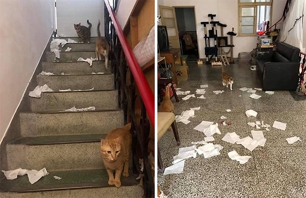 4. А еще все тот же пользователь Твиттера под именем @SCMcrocodile разместил фото этих же котов, показывающих, что они способны не только на пассивное наблюдение.